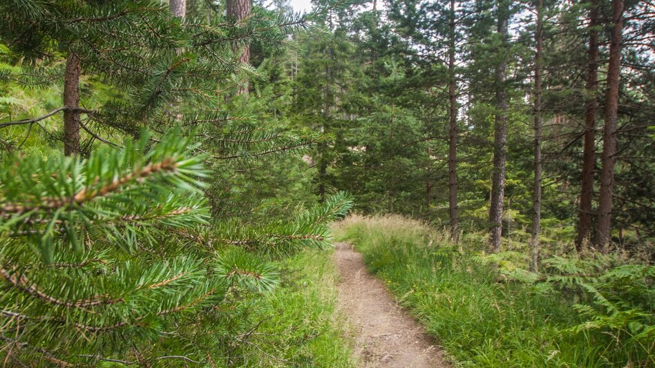 Nordic Walking Halserberg Tour - Touren-Impression #2.6 | © Gerhard Pilz - www.gpic.at