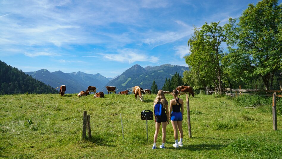 Nordic Walking Rittisberg Walking Tour - Touren-Impression #2.3 | © Christine Höflehner