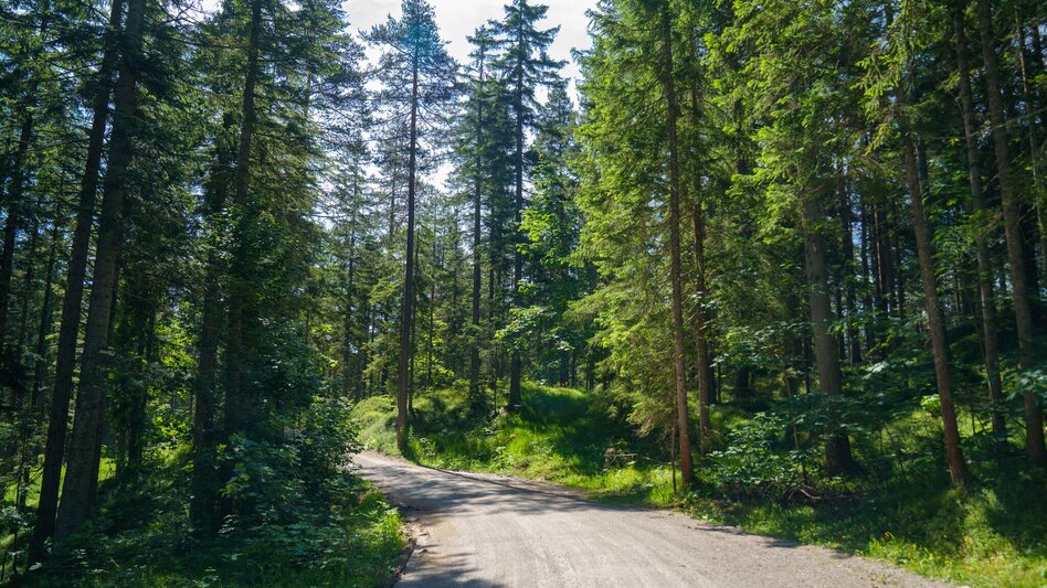 Nordic Walking Rittisberg Walking Tour - Touren-Impression #2.13 | © Christine Höflehner
