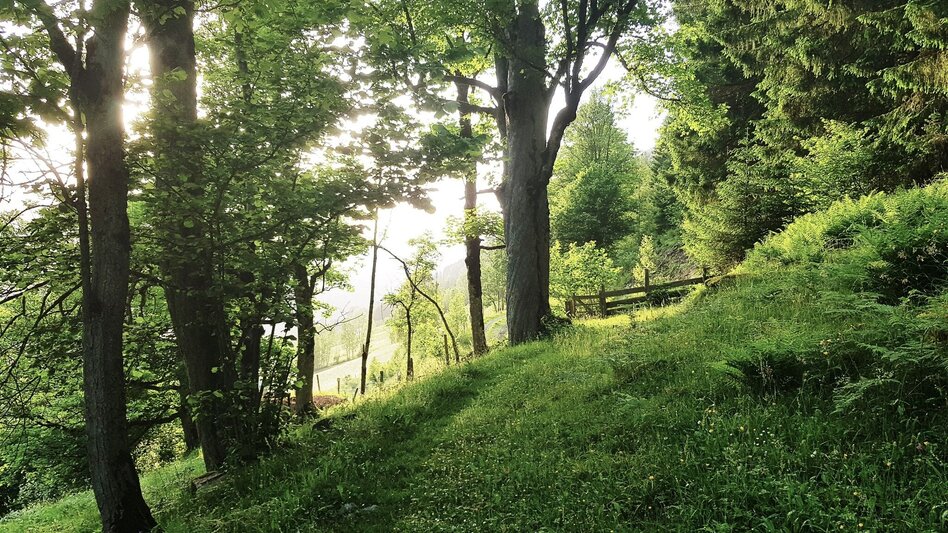Wanderung Untertaler Aussichtsrunde - Touren-Impression #2.18 | © Gerhard Pilz