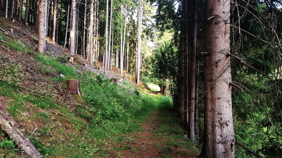 Wanderung Untertaler Aussichtsrunde - Touren-Impression #2.25 | © Gerhard Pilz
