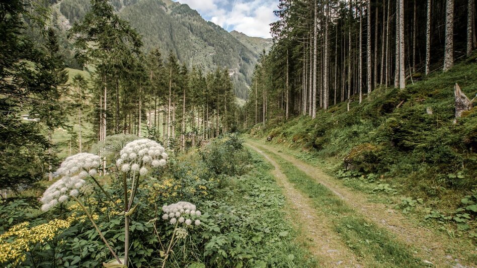 Hiking route Miners' Trail - Touren-Impression #2.11 | © Tourismusverband Schladming