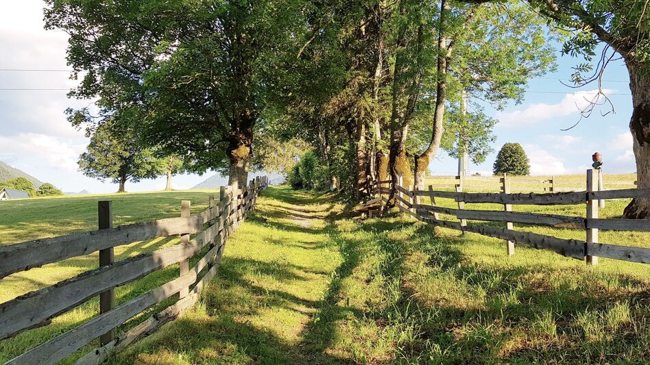 Hiking route Meadow Trail Rohrmoos - Touren-Impression #2.1 | © Gerhard Pilz