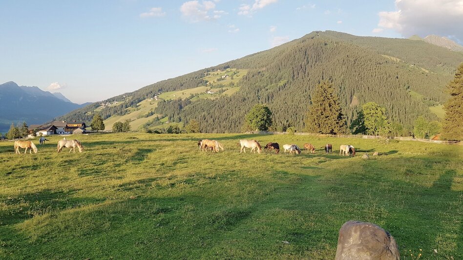 Hiking route Meadow Trail Rohrmoos - Touren-Impression #2.12 | © Gerhard Pilz