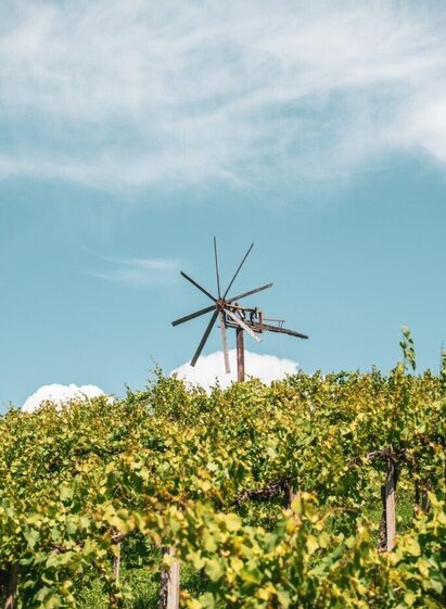 Weingarten und Klapotetz | © TV Südsteiermark/Silvan | Silvan | © TV Südsteiermark/Silvan