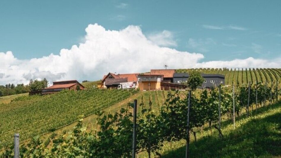 Hiking route Weingarten Tour – Tour 34 lt. WK „Von der Alm zum Wein“ - Touren-Impression #2.2 | © TV Südsteiermark/Silvan