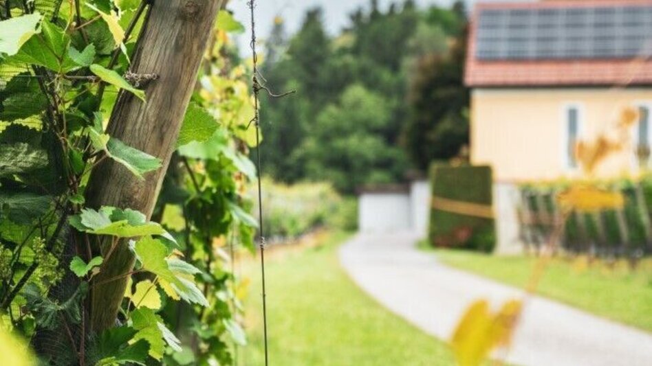 Hiking route Weingarten Tour – Tour 34 lt. WK „Von der Alm zum Wein“ - Touren-Impression #2.4 | © TV Südsteiermark/Silvan