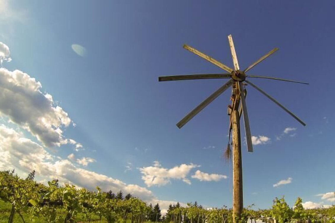 Hiking route Schilcher Spritztour - Touren-Impression #1 | © TVB Südsteiermark/Nora Ruhri