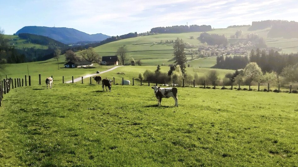 Radfahren Tischlein-Deck-Dich-Radtour, Passail - Touren-Impression #2.9 | © Oststeiermark Tourismus