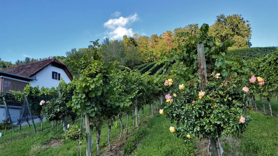 Bike Riding Hofkirchen- Bike Tour HB8 - Touren-Impression #2.3 | © Oststeiermark Tourismus