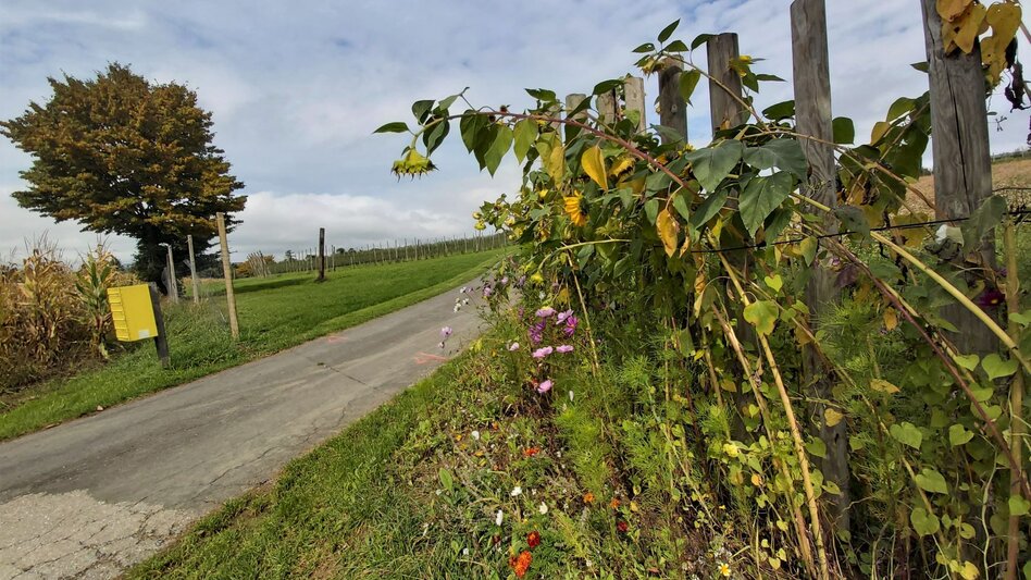 Bike Riding Hofkirchen- Bike Tour HB8 - Touren-Impression #2.5 | © Oststeiermark Tourismus