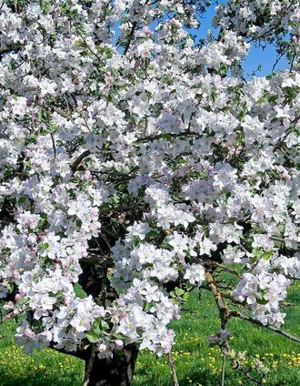 Apfelbaum in voller Blüte | Ewald Neffe | © Oststeiermark Tourismus