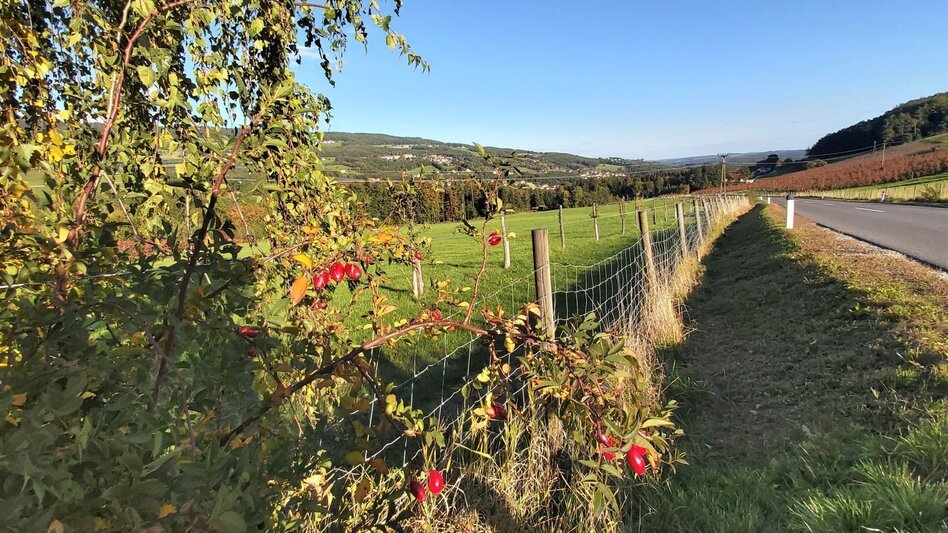 Bike Riding Kreilkogeltour, Stubenberg am See - Touren-Impression #2.4 | © Oststeiermark Tourismus