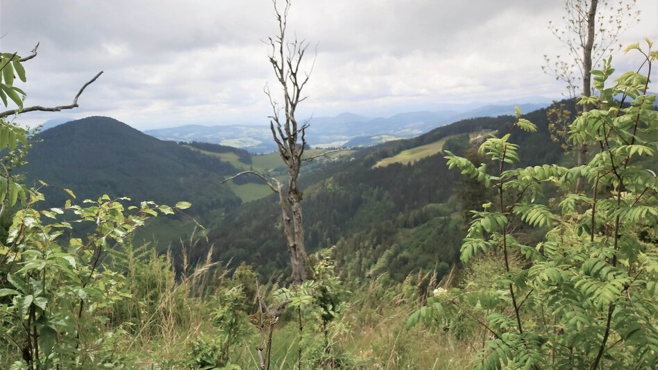 Hiking route Brandlucken-Anger over the Zetz - Touren-Impression #2.4 | © Oststeiermark Tourismus