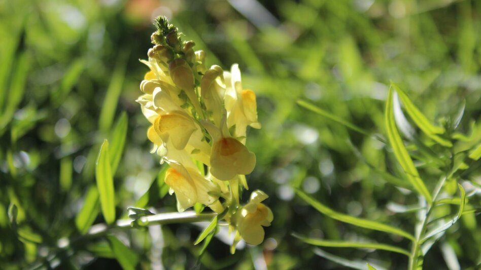 Wanderung Königskogel - Rundwanderweg - Touren-Impression #2.4 | © Oststeiermark Tourismus