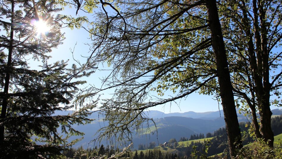 Wanderung Königskogel - Rundwanderweg - Touren-Impression #2.6 | © Oststeiermark Tourismus