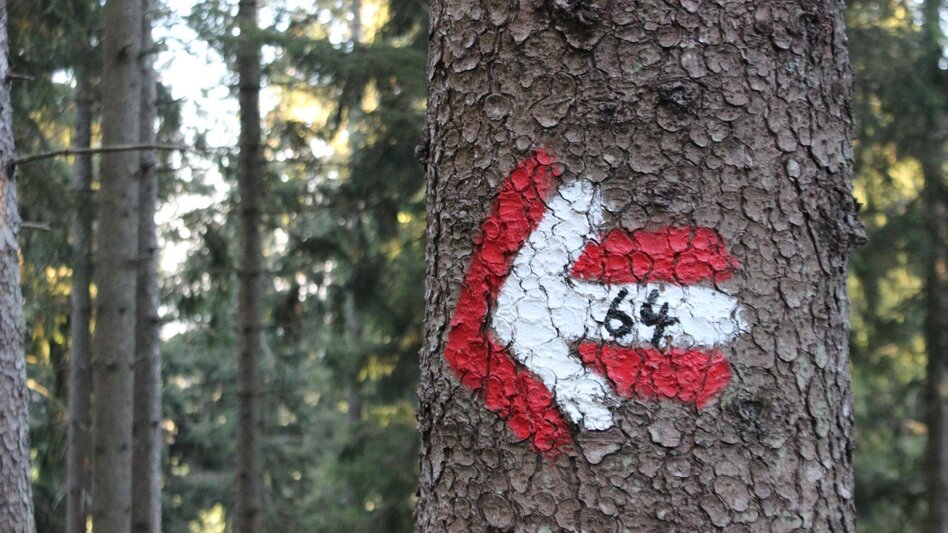 Wanderung Königskogel - Rundwanderweg - Touren-Impression #2.8 | © Oststeiermark Tourismus