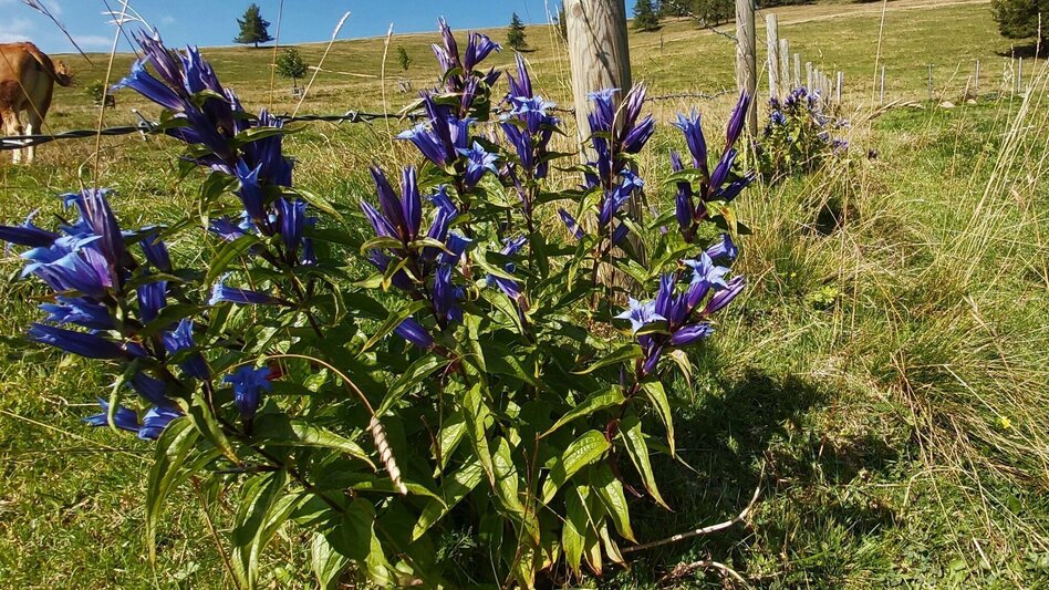 Hiking route Heulantsch-Round, Teichalm - Touren-Impression #2.9 | © Oststeiermark Tourismus