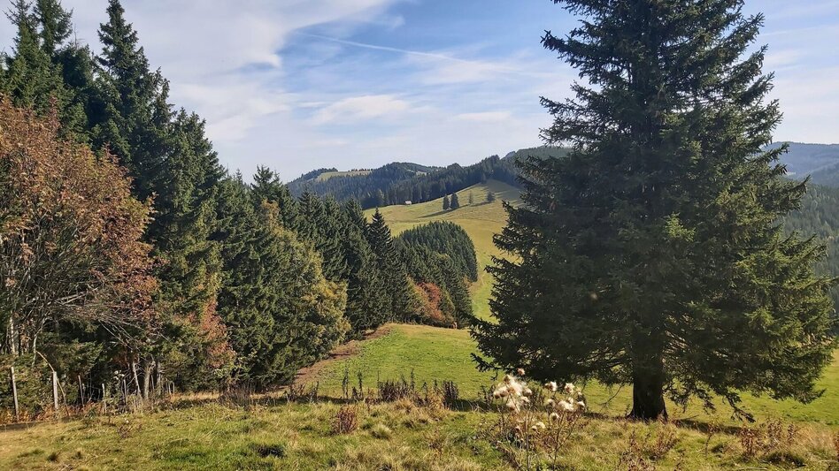 Hiking route Heulantsch-Round, Teichalm - Touren-Impression #2.17 | © Oststeiermark Tourismus