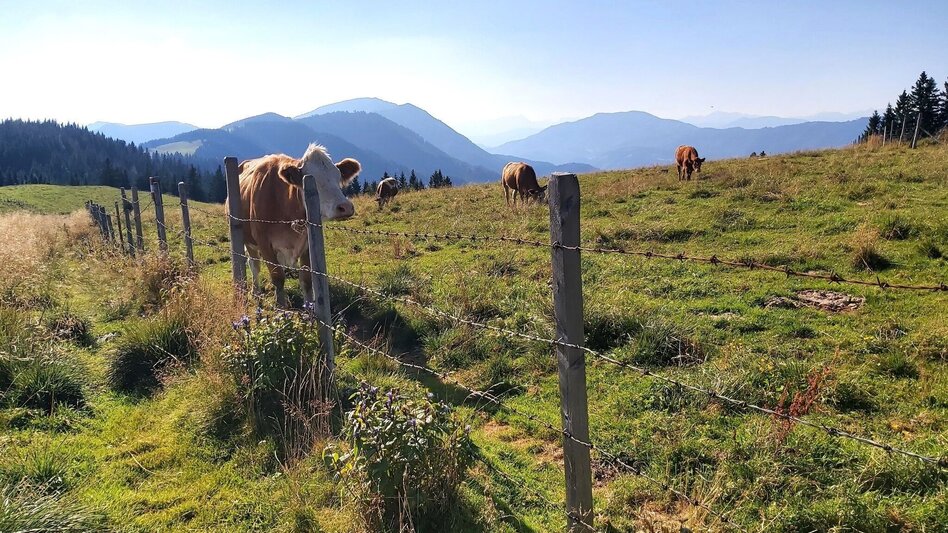 Hiking route Heulantsch-Round, Teichalm - Touren-Impression #2.10 | © Oststeiermark Tourismus