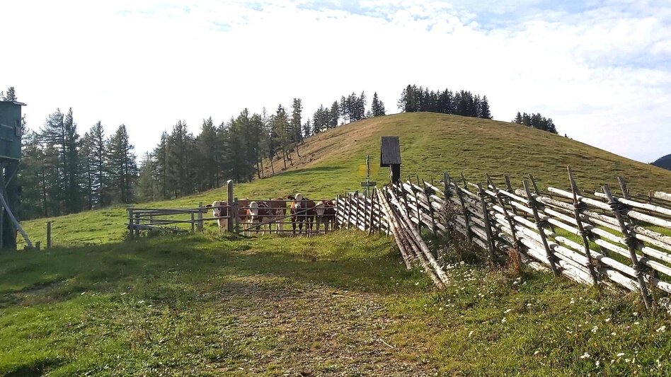 Wanderung Osser-Runde, Teichalm - Touren-Impression #2.5 | © Oststeiermark Tourismus
