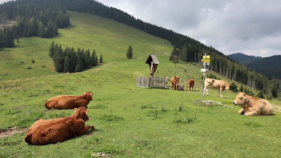 Wanderung Osser-Runde, Teichalm - Touren-Impression #2.9 | © Oststeiermark Tourismus