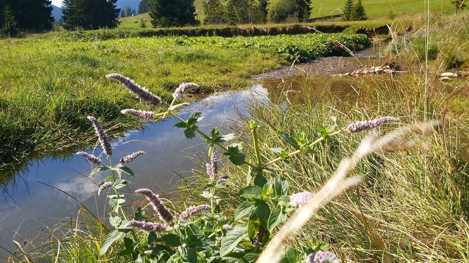 Wanderung Osser-Runde, Teichalm - Touren-Impression #2.11 | © Oststeiermark Tourismus