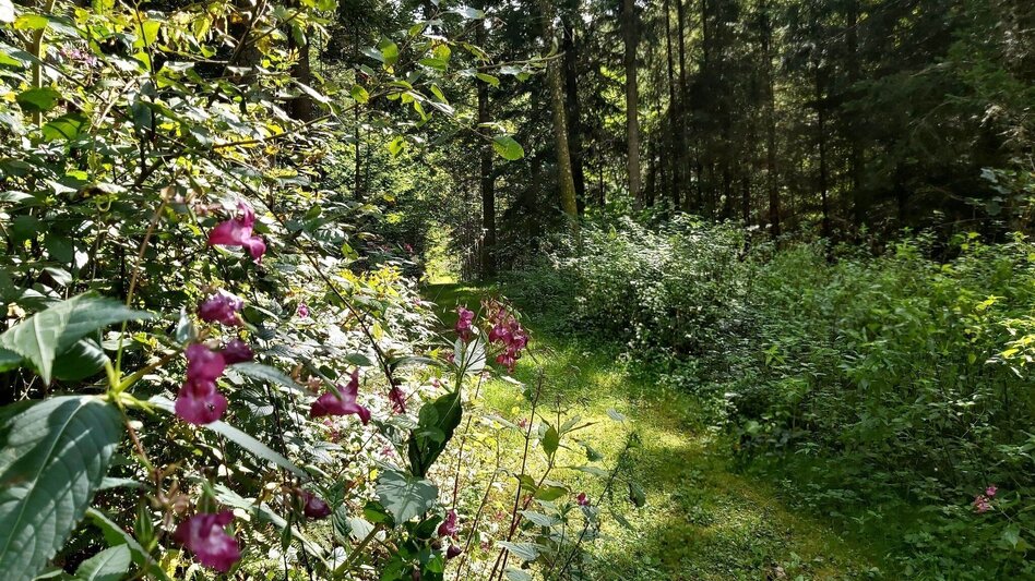 Wanderung Mühlental-Rundwanderweg, St. Kathrein am Offenegg - Touren-Impression #2.12 | © Oststeiermark Tourismus