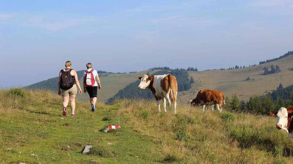 Hiking route Almenland-Hiking Trail - Touren-Impression #2.5 | © Oststeiermark Tourismus