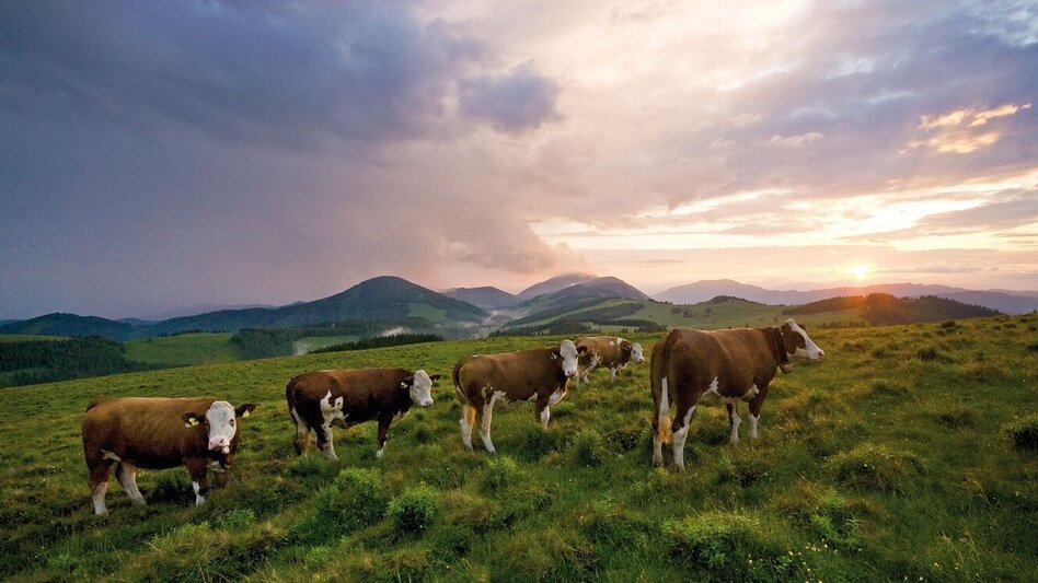 Hiking route Almenland-Hiking Trail - Touren-Impression #2.10 | © Oststeiermark Tourismus