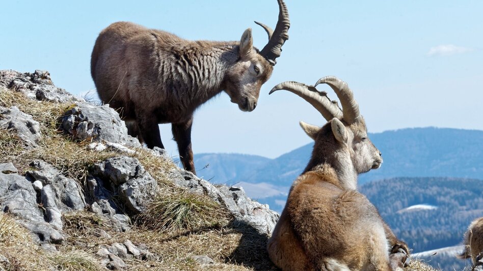 Hiking route Rote Wand with Tyrnauer Alm - Touren-Impression #2.4 | © Oststeiermark Tourismus
