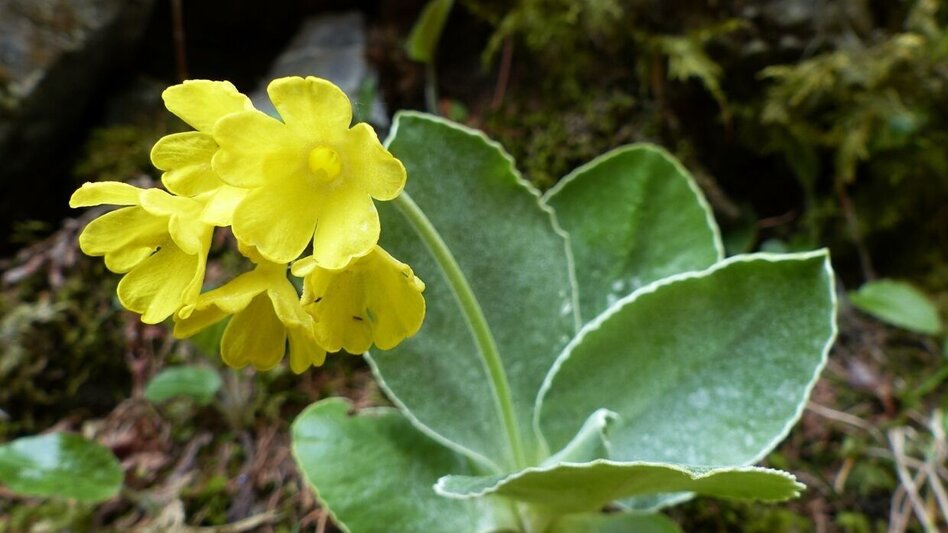 Hiking route Rote Wand with Tyrnauer Alm - Touren-Impression #2.5 | © Oststeiermark Tourismus