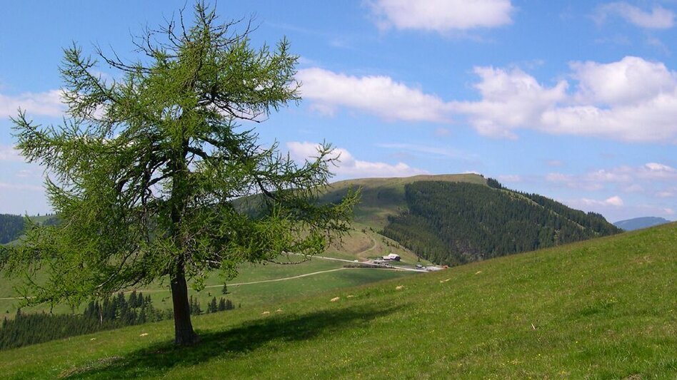 Wanderung Siebenkögel-Rundweg, Sommeralm - Touren-Impression #2.1 | © Oststeiermark Tourismus
