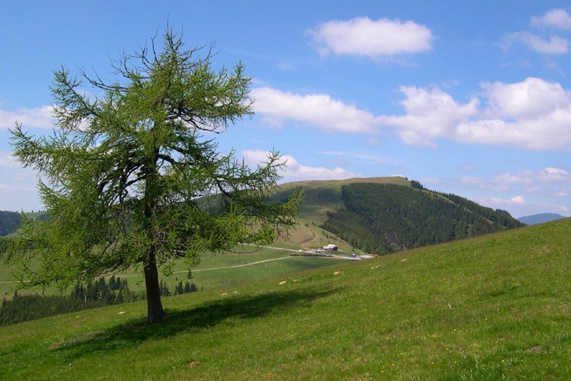 Wanderung Siebenkögel-Rundweg, Sommeralm - Touren-Impression #1 | © Oststeiermark Tourismus