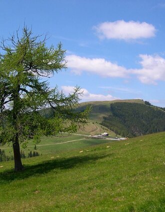 Sommeralm | Christine Pollhammer | © Oststeiermark Tourismus