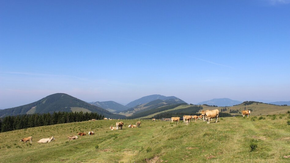 Wanderung Siebenkögel-Rundweg, Sommeralm - Touren-Impression #2.5 | © Oststeiermark Tourismus