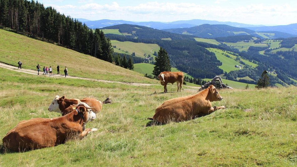 Wanderung Siebenkögel-Rundweg, Sommeralm - Touren-Impression #2.9 | © Oststeiermark Tourismus