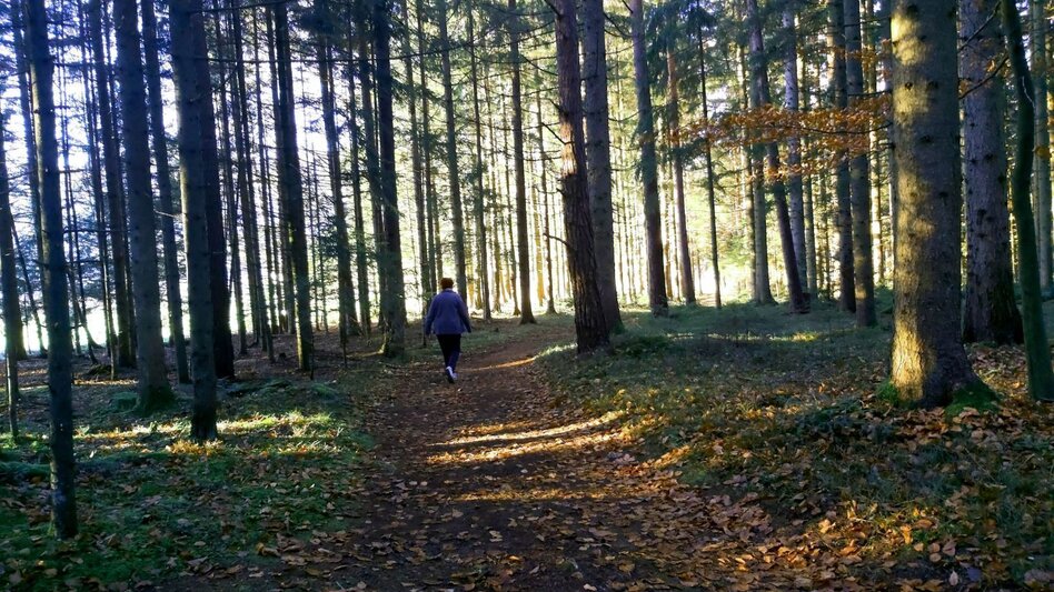 Themen- und Lehrpfad Wald- und Bienenlehrpfad, Passail - Touren-Impression #2.7 | © Oststeiermark Tourismus