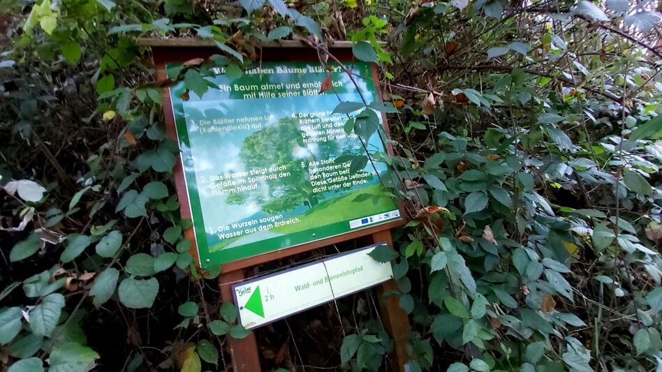 Themen- und Lehrpfad Wald- und Bienenlehrpfad, Passail - Touren-Impression #2.8 | © Oststeiermark Tourismus