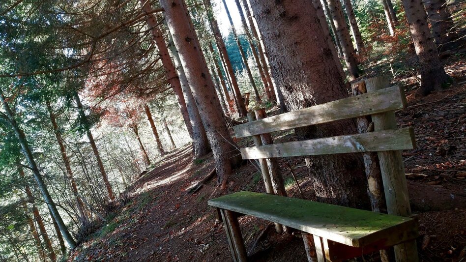 Themen- und Lehrpfad Wald- und Bienenlehrpfad, Passail - Touren-Impression #2.9 | © Oststeiermark Tourismus