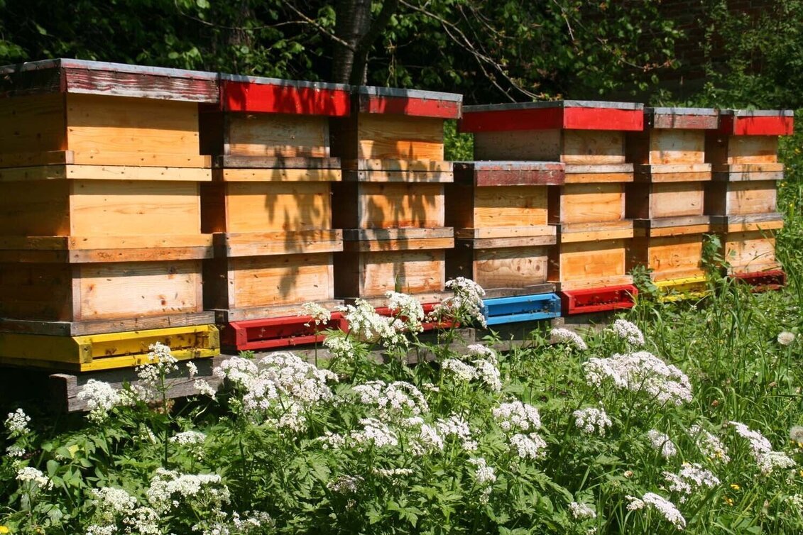 Themen- und Lehrpfad Wald- und Bienenlehrpfad, Passail - Touren-Impression #1 | © Oststeiermark Tourismus