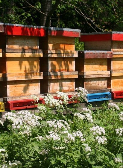 Bienenstöcke | © Oststeiermark Tourismus | Christine Pollhammer | © Oststeiermark Tourismus