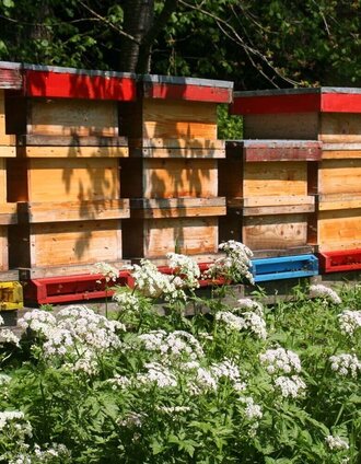 Bienenstöcke | Christine Pollhammer | © Oststeiermark Tourismus