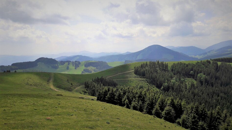 Hiking route Plankogel - Round trip, Sommeralm - Touren-Impression #2.8 | © Oststeiermark Tourismus