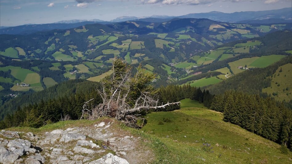 Hiking route Plankogel - Round trip, Sommeralm - Touren-Impression #2.9 | © Oststeiermark Tourismus