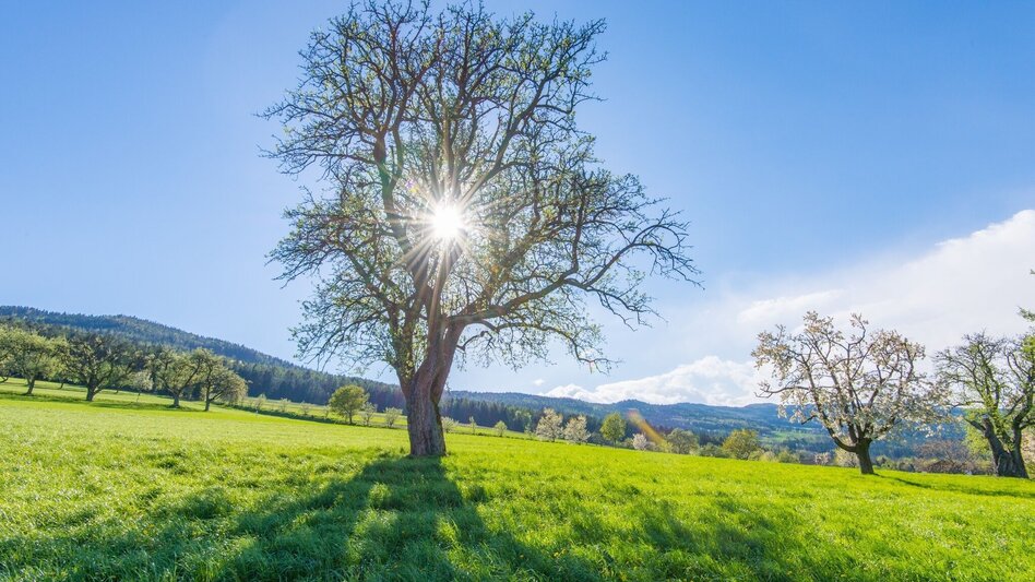 Wanderung Hirschbirnweg, Richtung Rabenwald - Touren-Impression #2.1 | © Oststeiermark Tourismus