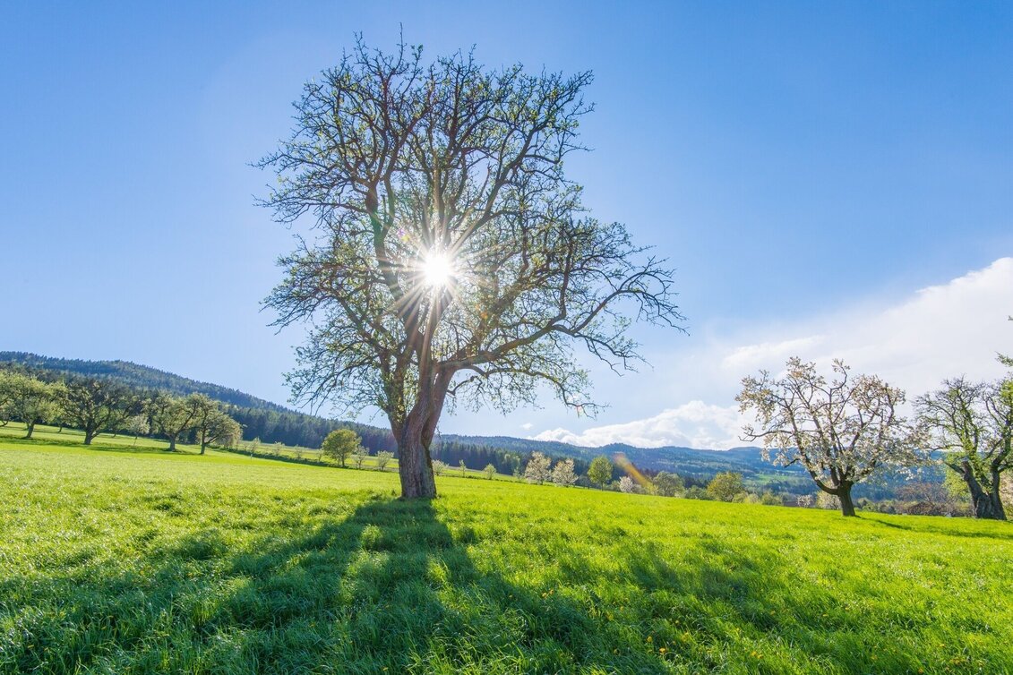 Wanderung Hirschbirnweg, Richtung Rabenwald - Touren-Impression #1 | © Oststeiermark Tourismus