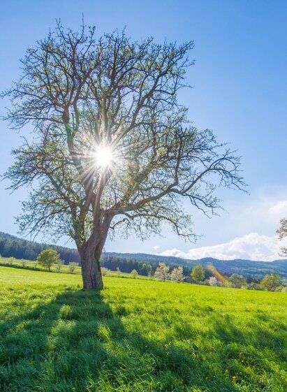 Orchard meadow, Nature Park Pöllauer Tal in Eastern Styria | © Oststeiermark Tourismus | © Helmut Schweighofer | © Oststeiermark Tourismus