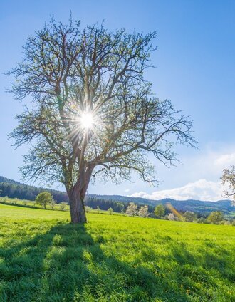 Orchard meadow, Nature Park Pöllauer Tal in Eastern Styria | © Helmut Schweighofer | © Oststeiermark Tourismus