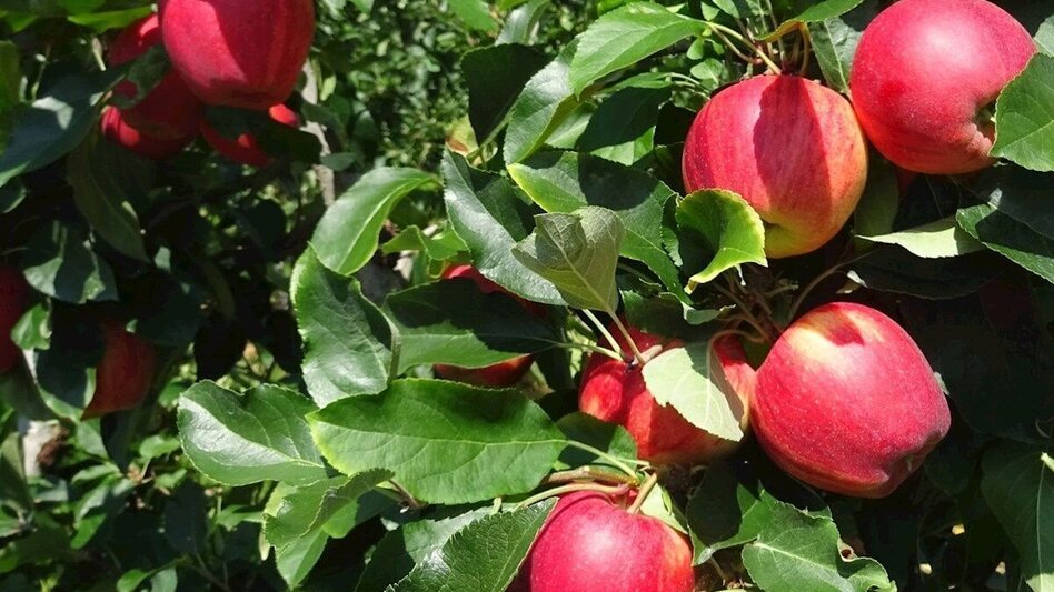 Hiking route Apple hiking trail from Puch to Weiz - Touren-Impression #2.3 | © Oststeiermark Tourismus